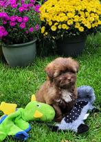 Leuke boomer pups te koop!, Dieren en Toebehoren, Honden | Chihuahua's en Gezelschapshonden, Overige rassen, CDV (hondenziekte)