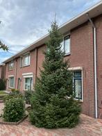 Voor de kerstdagen prachtige boom +/- 6 meter., Tuin en Terras, Planten | Bomen, Bloeit niet, Overige soorten, 400 cm of meer