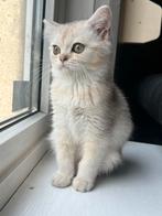 Britse korthaar kittens (nog 1 kitten beschikbaar), Dieren en Toebehoren, Katten en Kittens | Overige Katten, Meerdere dieren