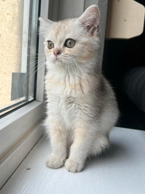 Britse korthaar kittens (nog 1 kitten beschikbaar), Dieren en Toebehoren, Katten en Kittens | Overige Katten, Meerdere dieren
