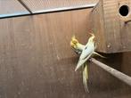 Jonge getekende lutino en albino valkparkiet 7-8 weken, Dieren en Toebehoren, Meerdere dieren, Parkiet, Tam