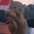 5 prachtige kittens te koop, Meerdere dieren