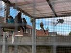 Te koop 6 Grasparkieten, Dieren en Toebehoren, Vogels | Parkieten en Papegaaien, Meerdere dieren, Parkiet