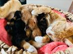 5 kittens, Kortharig, Meerdere dieren, 0 tot 2 jaar