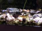 Garnaaltjes Neocaridina te koop., Dieren en Toebehoren, Kreeft, Krab of Garnaal, Zoetwatervis, Schoolvis