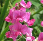 Knal roze lathyrus zaden zaadjes, Voorjaar, Ophalen, Zaad, Volle zon