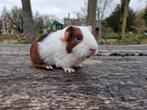 Jonge cavia's, Dieren en Toebehoren, Knaagdieren, Oktober, Mannelijk, Cavia
