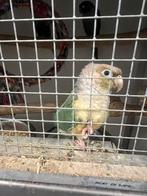 5 pyrrhura’s, Dieren en Toebehoren, Meerdere dieren, Parkiet