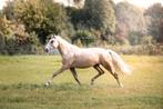 New forest pony, Dieren en Toebehoren, Paarden, Merrie, 3 tot 6 jaar