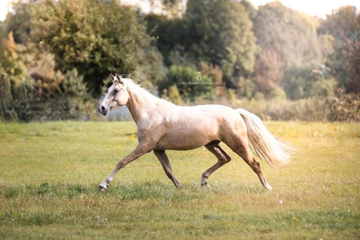 New forest pony, Dieren en Toebehoren, Paarden, Merrie, 3 tot 6 jaar