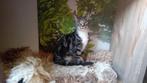 3 katers van 7 mei 2025 per direct naar nieuw huisje, Kater, Kortharig, 0 tot 2 jaar
