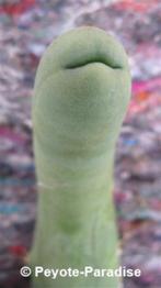DE PENIS CACTUS IS DE ECHTE PENIS PLANT !, Huis en Inrichting, Verzenden, Minder dan 100 cm, In pot, Cactus