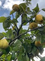 Kweeperen biologisch en onbespoten, Tuin en Terras, Planten | Fruitbomen, Ophalen, Minder dan 100 cm, Overige soorten, Zomer