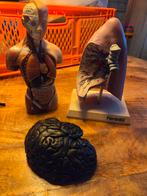 Anatomische onderdelen menselijk lichaam, hersenen, longen, Antiek en Kunst, Ophalen of Verzenden