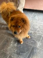 Chow chow reu, Dieren en Toebehoren, Reu, Eén hond, Rabiës (hondsdolheid), Nederland