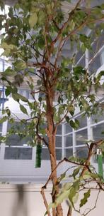 Ficus Benjamin op hydrocultuur in pot op wieltjes, Ophalen, Ficus, Halfschaduw, In pot