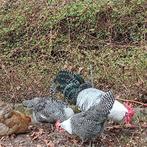 kippen, Dieren en Toebehoren, Pluimvee, Meerdere dieren, Kip