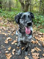 Mooie kruising van Golden Retriever, Aussi en Mudi Shepard, Dieren en Toebehoren, Honden | Niet-rashonden, 15 weken tot 1 jaar