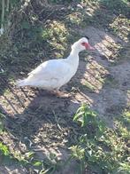 Te koop witte muskuseend vrouwtje, Dieren en Toebehoren, Pluimvee, Meerdere dieren, Eend