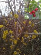 Cornus mas 120-140 cm, Ophalen, Minder dan 100 cm, Appelboom, Lente