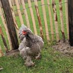 Brahma, Dieren en Toebehoren, Pluimvee, Meerdere dieren, Kip