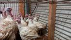 Breedborst kalkoenen te koop, Dieren en Toebehoren, Pluimvee, Meerdere dieren, Kalkoen