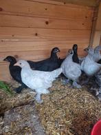Sabelpoot hennen, Dieren en Toebehoren, Vrouwelijk, Kip
