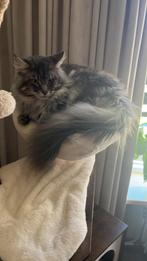 dek kater  niet te koop, Dieren en Toebehoren, Katten en Kittens | Dekkaters