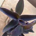 tradescantia purple passion stek nr 7, Huis en Inrichting, Kamerplanten, Ophalen of Verzenden, Overige soorten, Minder dan 100 cm