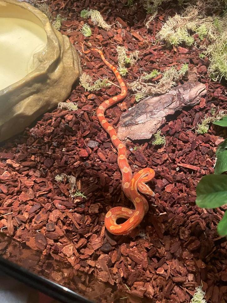 Rattenslang rood 70cm