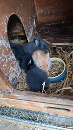 konijntjes te koop, Dieren en Toebehoren, Konijnen, Meerdere dieren