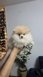 Pomeriaan Teefje – Origineel, Augustus, Vrouwelijk