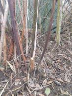 Tamme braam, Tuin en Terras, Planten | Tuinplanten, Ophalen of Verzenden, Overige soorten, Volle zon