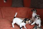 Lieve Jack russels pups te koop, Dieren en Toebehoren, Honden | Jack Russells en Terriërs, Jack Russell Terriër, CDV (hondenziekte)