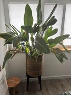 strelitzia reginae inclusief pot, Huis en Inrichting, Ophalen, Overige soorten, 200 cm of meer