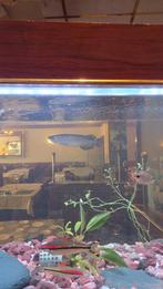 Jardini arowana, Dieren en Toebehoren, Vissen | Aquariumvissen, Vis