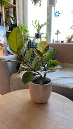 Ficus Schrijveriana Moonshine, Ophalen of Verzenden, Halfschaduw, Minder dan 100 cm