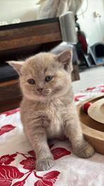 Britse Kort Haar, Dieren en Toebehoren, Katten en Kittens | Raskatten | Korthaar, Poes, Ontwormd