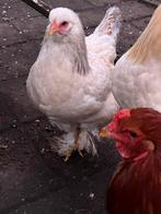 Bramha kippen en haan, Dieren en Toebehoren, Meerdere dieren, Kip