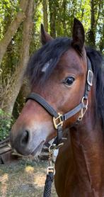 Knappe 1,5 jarige welsh pony, 0 tot 2 jaar, Hengst, C pony (1.27m tot 1.37m), Onbeleerd