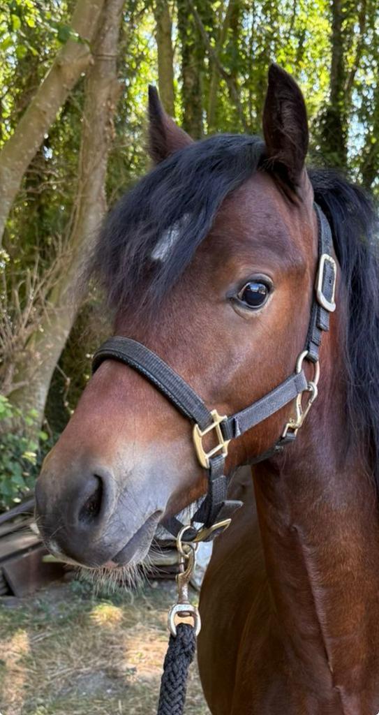 Knappe 1,5 jarige welsh pony, Dieren en Toebehoren, Pony's, Hengst, Onbeleerd, C pony (1.27m tot 1.37m), 0 tot 2 jaar, Met stamboom