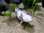 2 Axolots gratis ophalen, Dieren en Toebehoren, Vissen | Aquariumvissen, Overige typen, Zoetwatervis