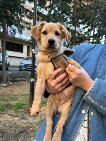 Babiko uit Georgië  beschikbaar voor biedingen