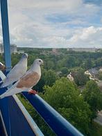 Koppel meeuwen duiven, Dieren en Toebehoren, Vogels | Duiven, Meerdere dieren, Overige soorten