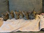 Supermooie Vlaamse reuzen, geboren op 20 juli., Dieren en Toebehoren, Meerdere dieren, Groot, 0 tot 2 jaar