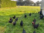 Te koop prachtige koper zwarte marans hennen!, Vrouwelijk, Kip