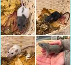 Jonge tamme VROUWTJES DWERGRATTEN( rechtstreeks v/d fokker), Dieren en Toebehoren, Knaagdieren, Rat, Vrouwelijk, Tam, Oktober