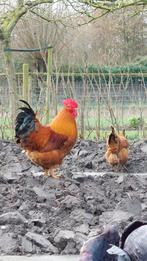 Gratis - Jonge New Hampshire ras haan, Dieren en Toebehoren, Pluimvee, Mannelijk, Kip