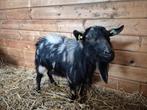 Gezocht  2 dwerg geiten omgeving Veendam, Dieren en Toebehoren, Schapen, Geiten en Varkens