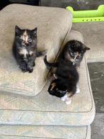 Boerderijkittens, Dieren en Toebehoren, Katten en Kittens | Overige Katten, Meerdere dieren, Kortharig, 0 tot 2 jaar